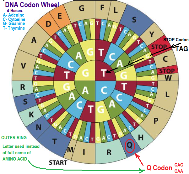 QcodonTable DNA Wheel