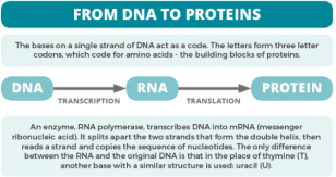 DNA to protein basics